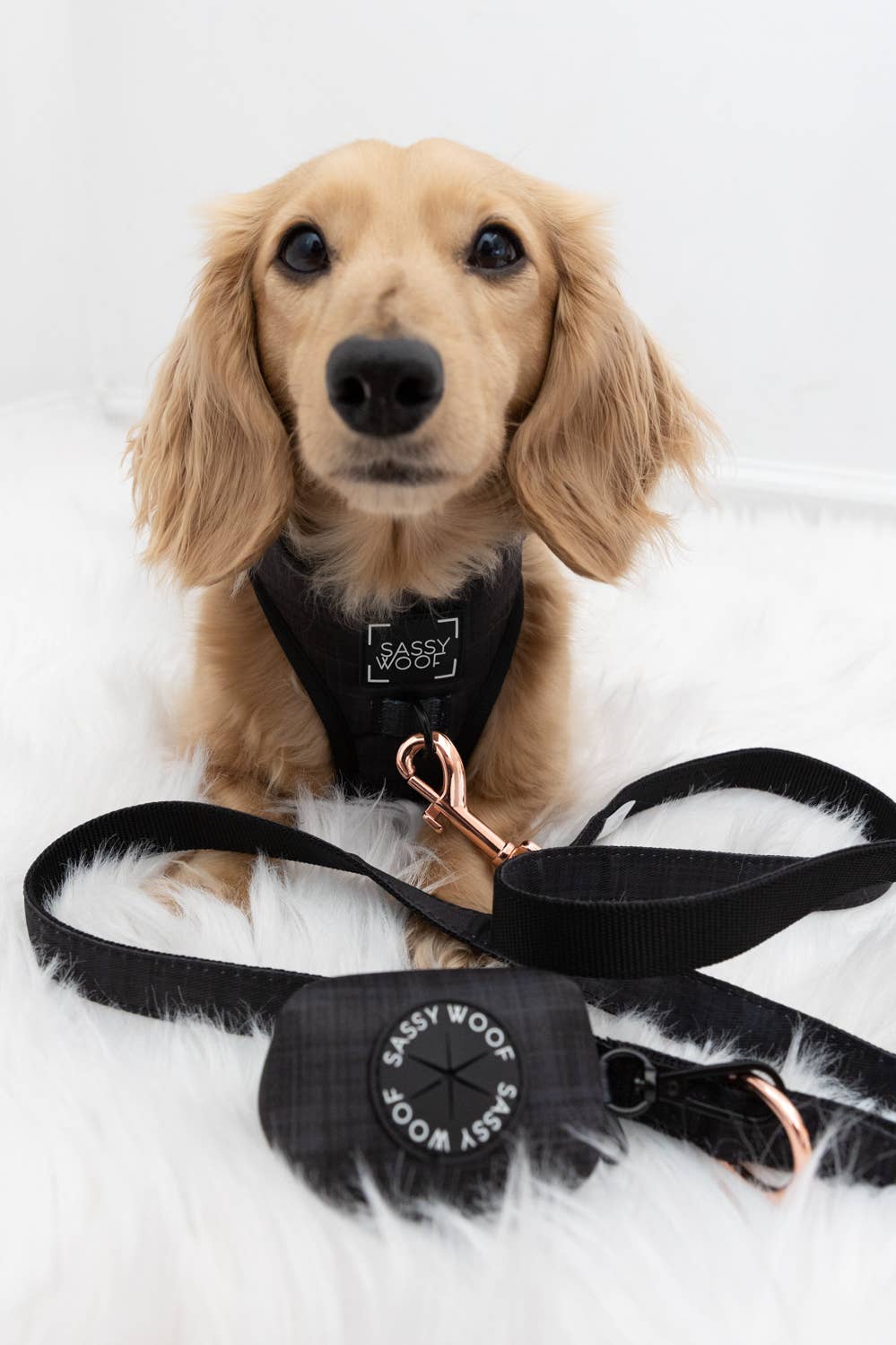 Dog Bundle - Baby Got Black: L / XXS