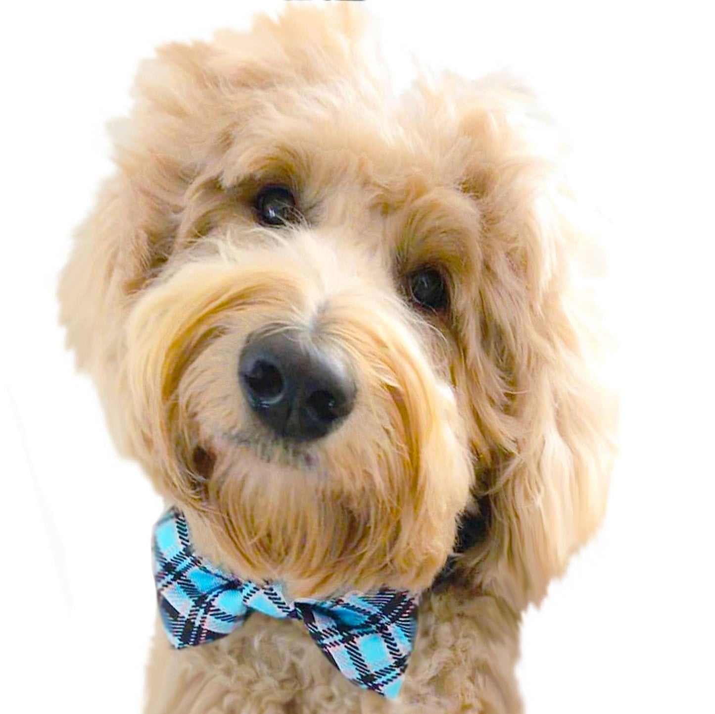 Steel Blue Plaid (collars & accessories)
