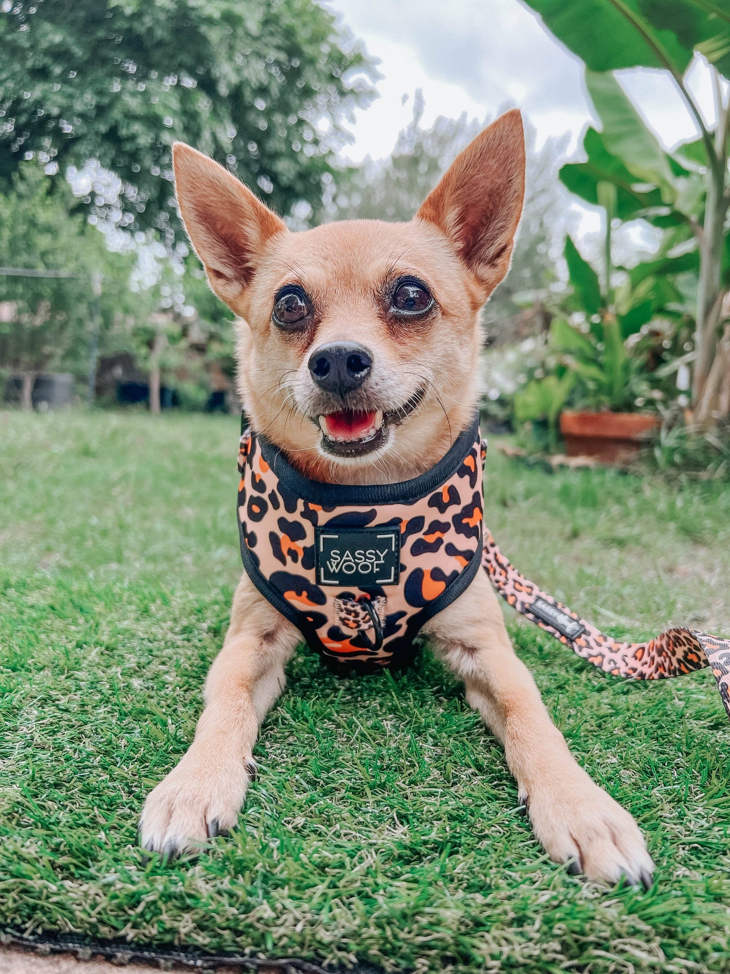 Dog Adjustable Harness - Sass Gone Wild: XXS