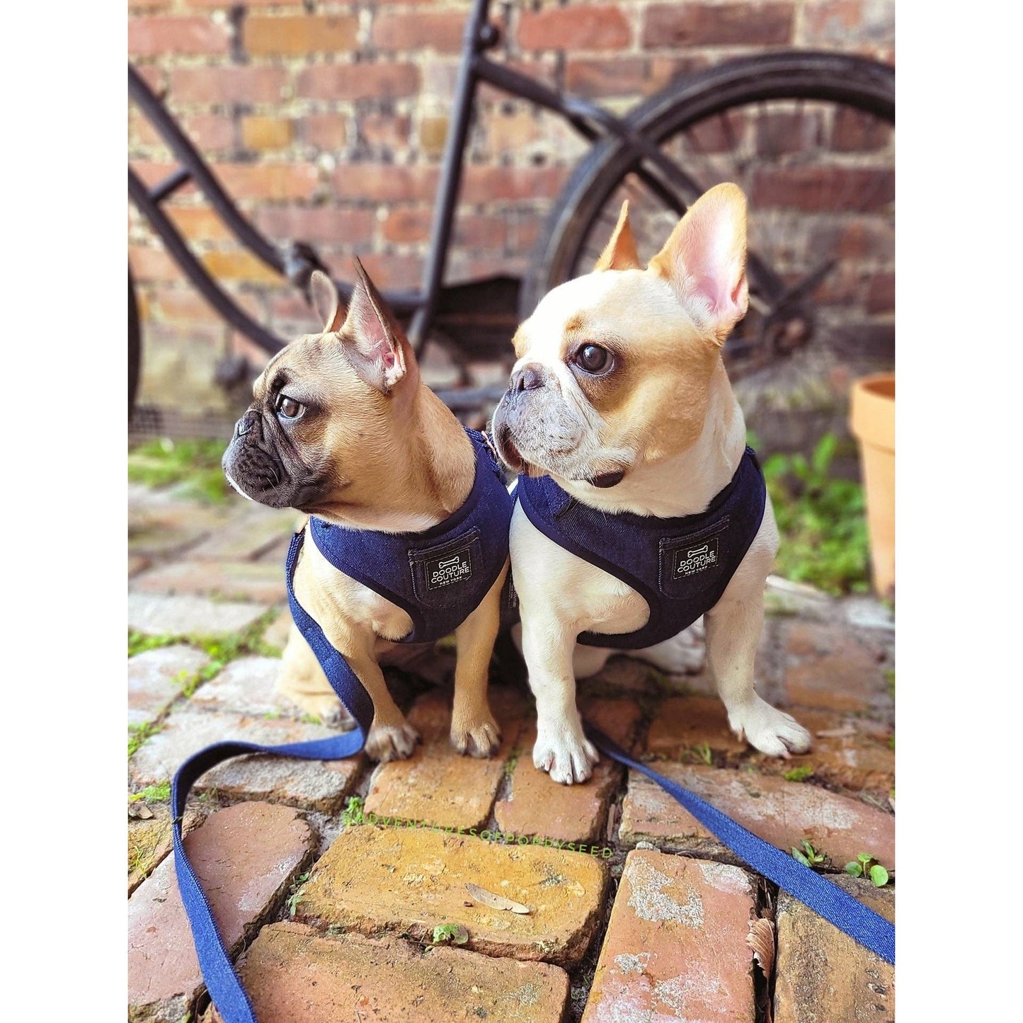 The Showstopper Harness - City Denim