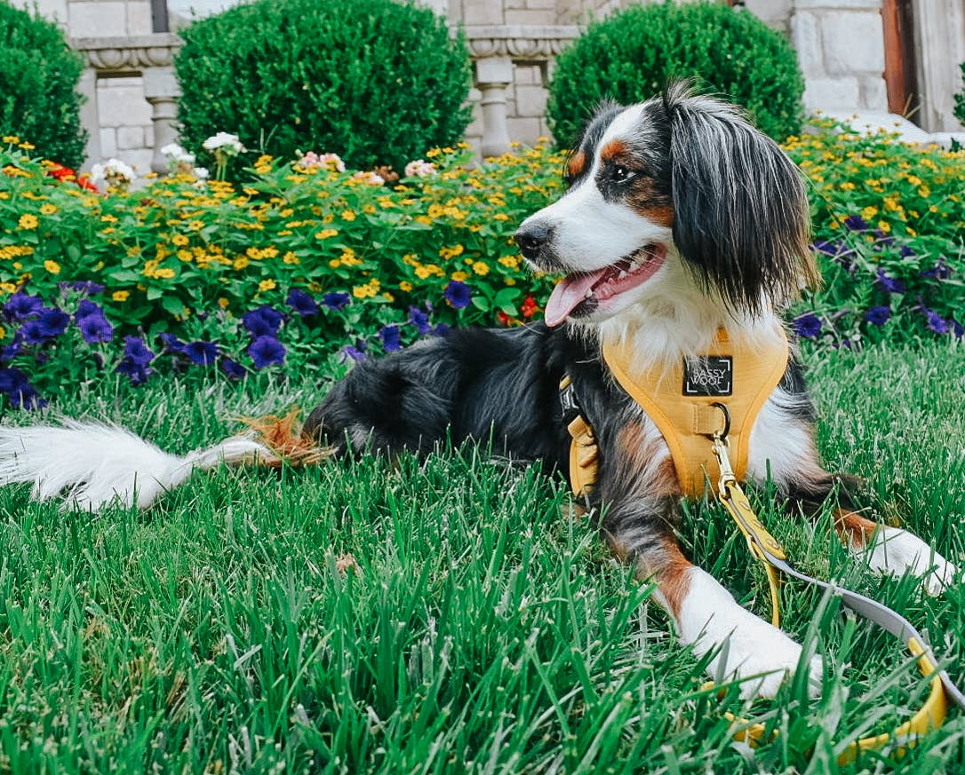 Dog Bundle - Sunflower Fields: S / XS
