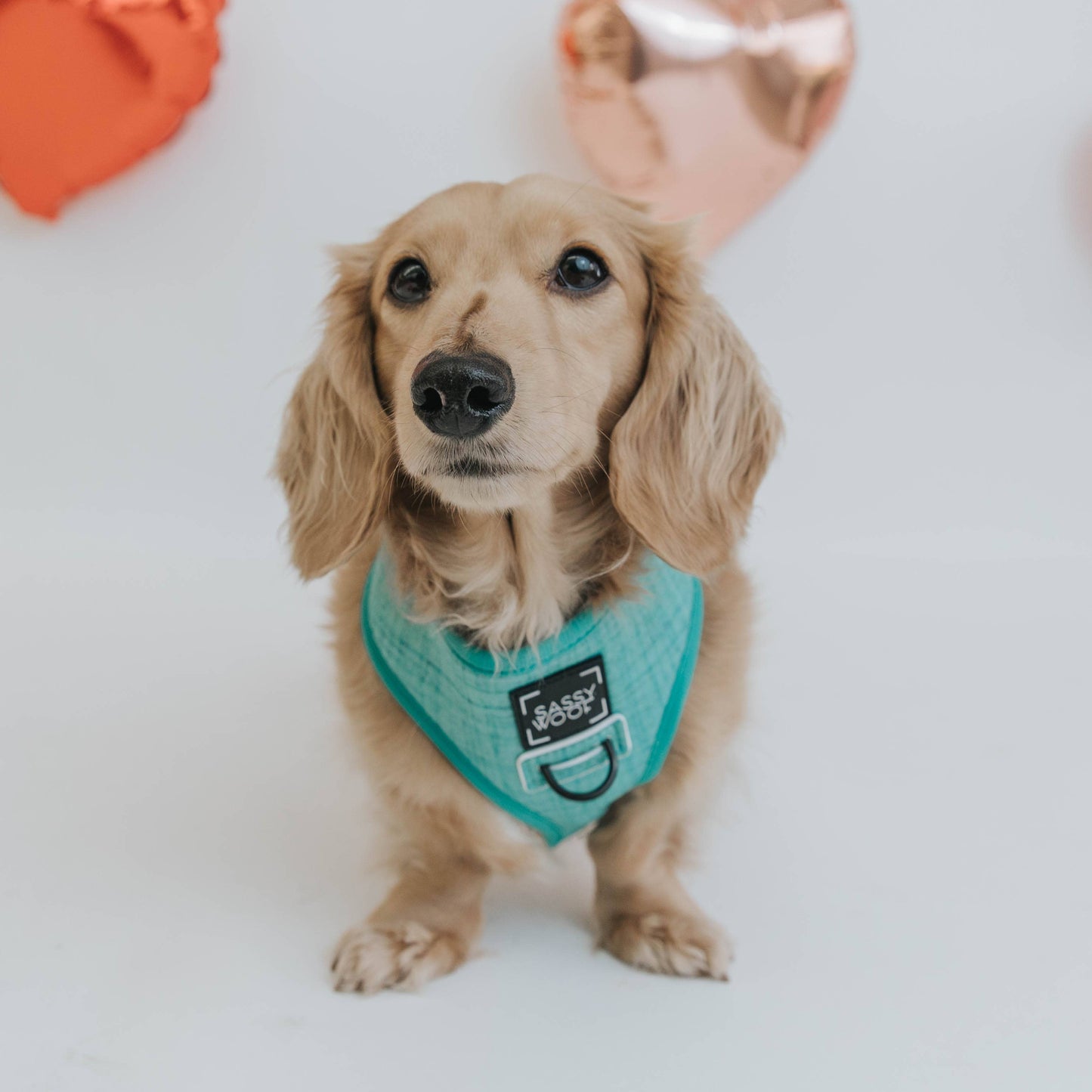 Dog Bundle - Wag Your Teal: M / S