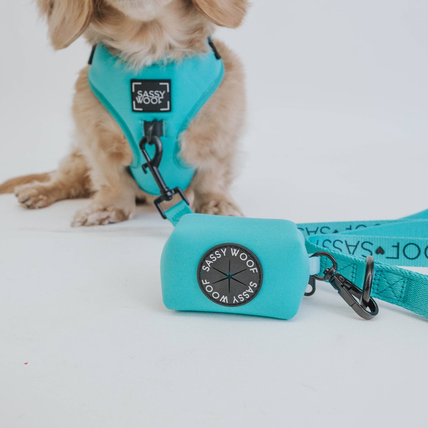 Dog Bundle - Neon Blue: S / XS