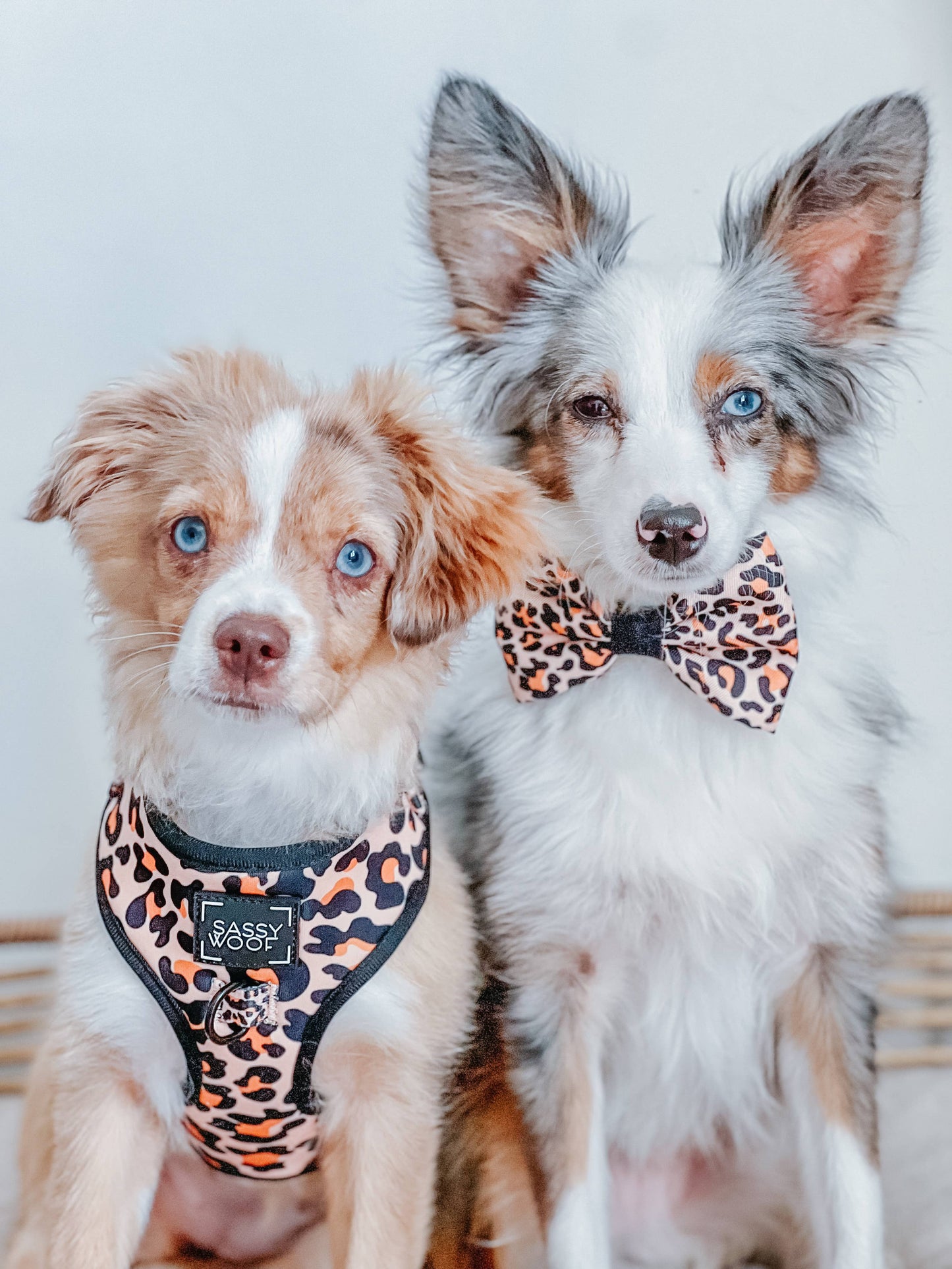 Dog Adjustable Harness - Sass Gone Wild: XXS