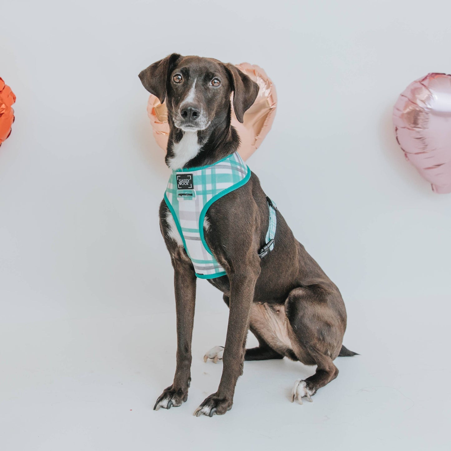 Dog Bundle - Wag Your Teal: M / S