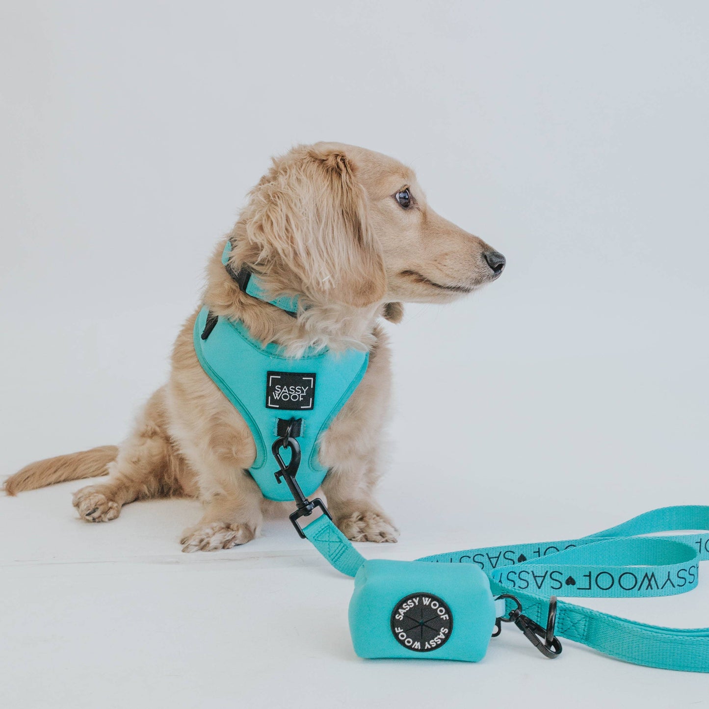 Dog Bundle - Neon Blue: S / XS