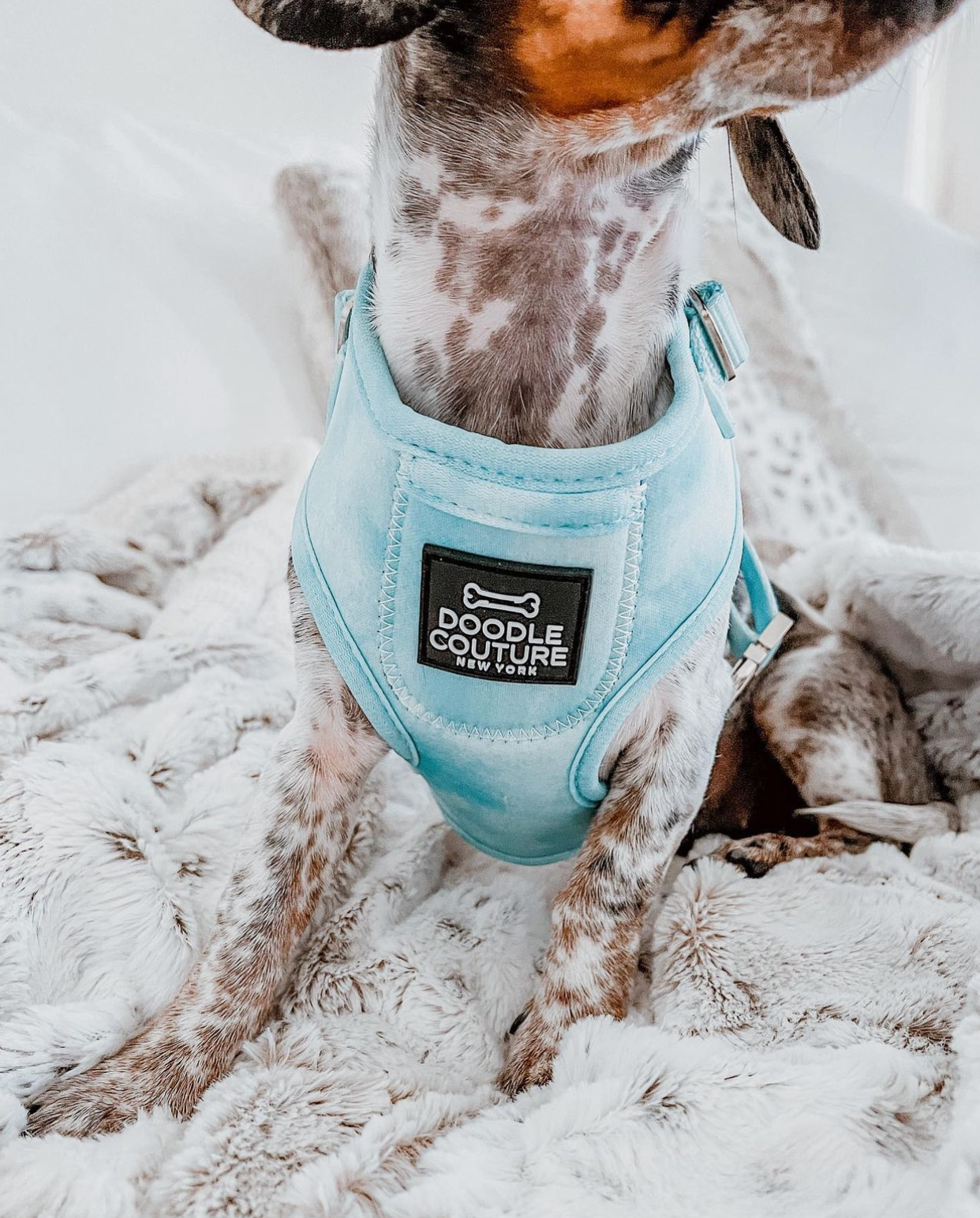 The Pocket Harness - Amagansett Aqua