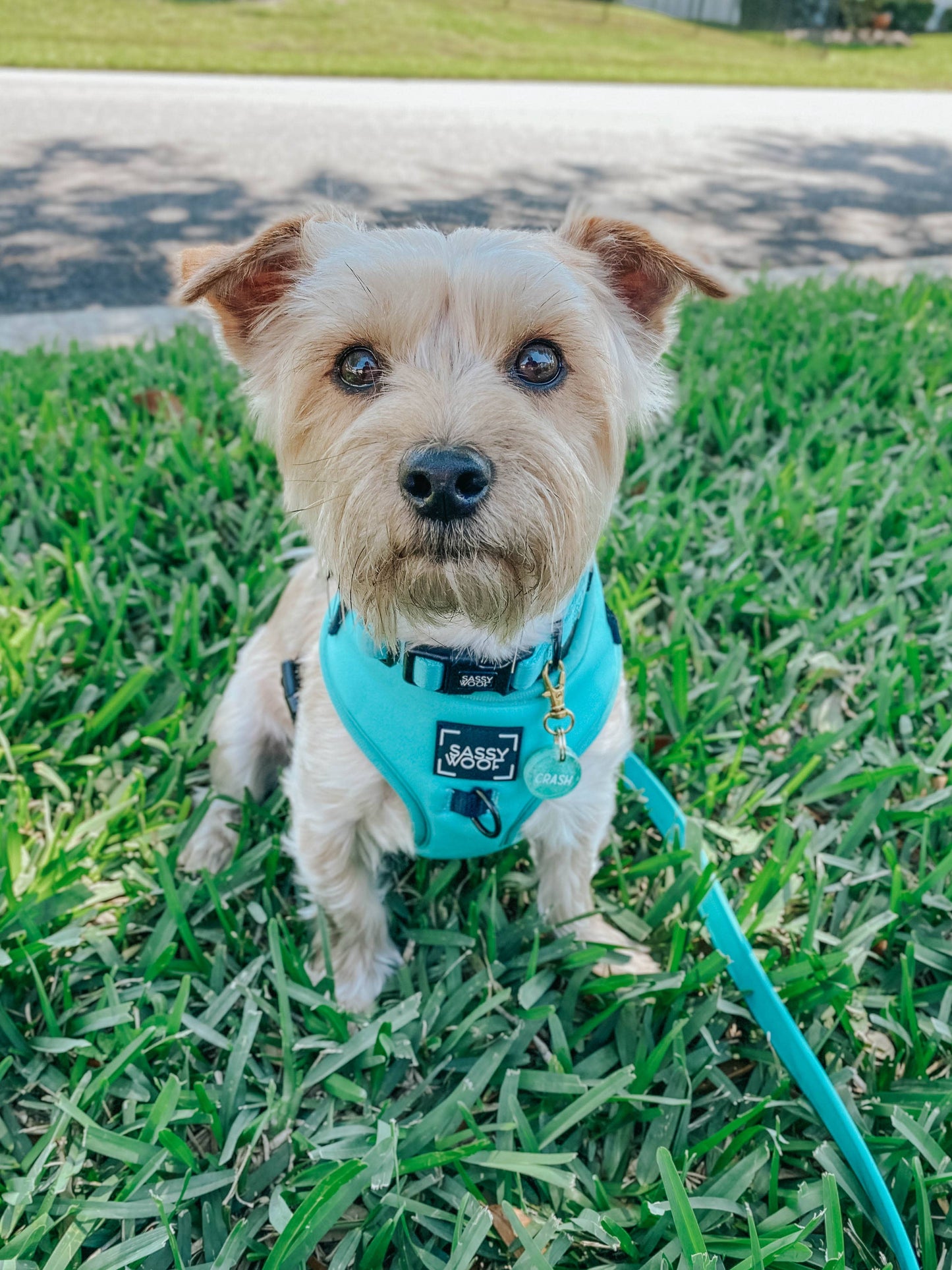 Dog Bundle - Neon Blue: S / XS
