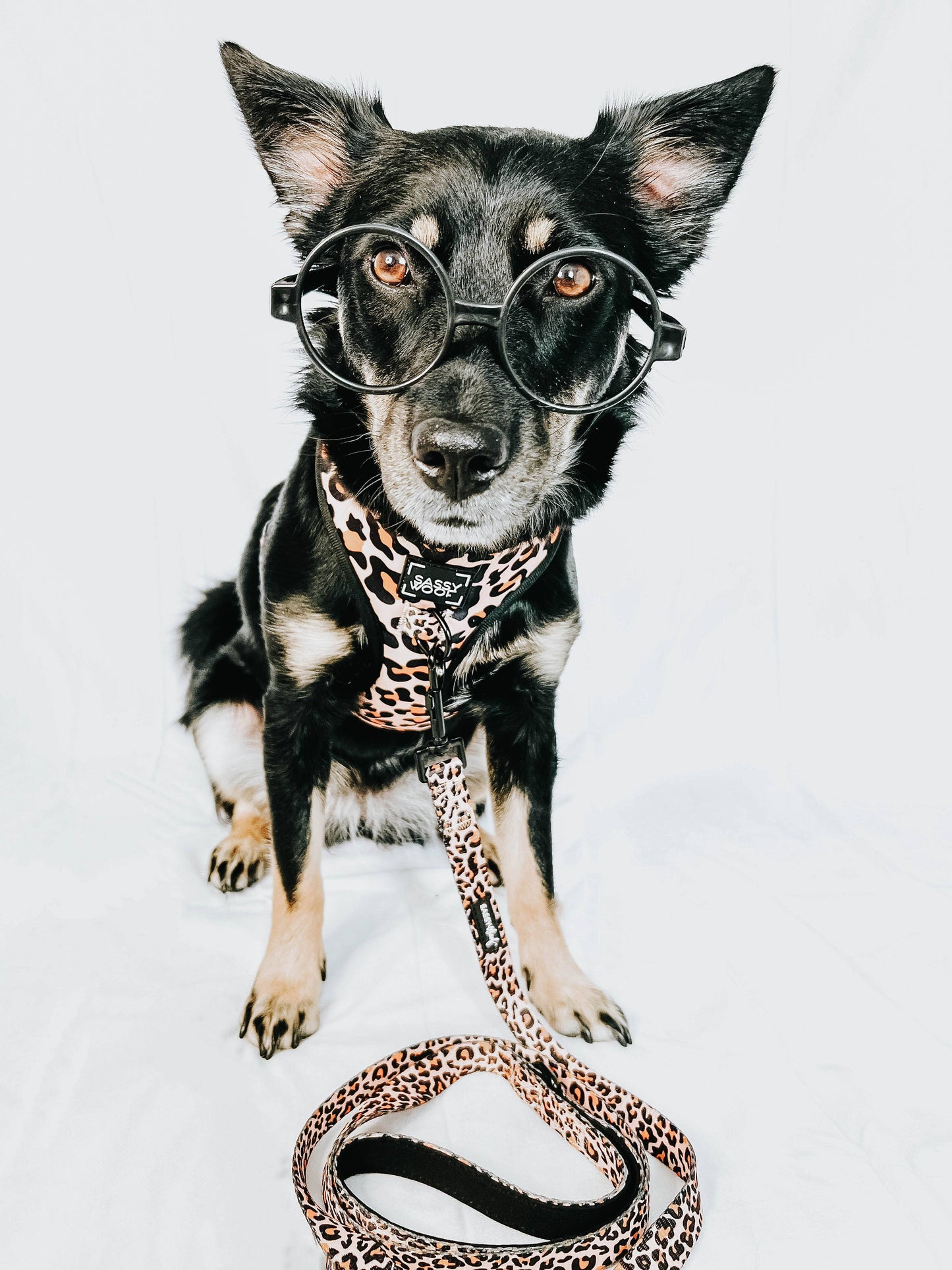 Dog Adjustable Harness - Sass Gone Wild: XXS