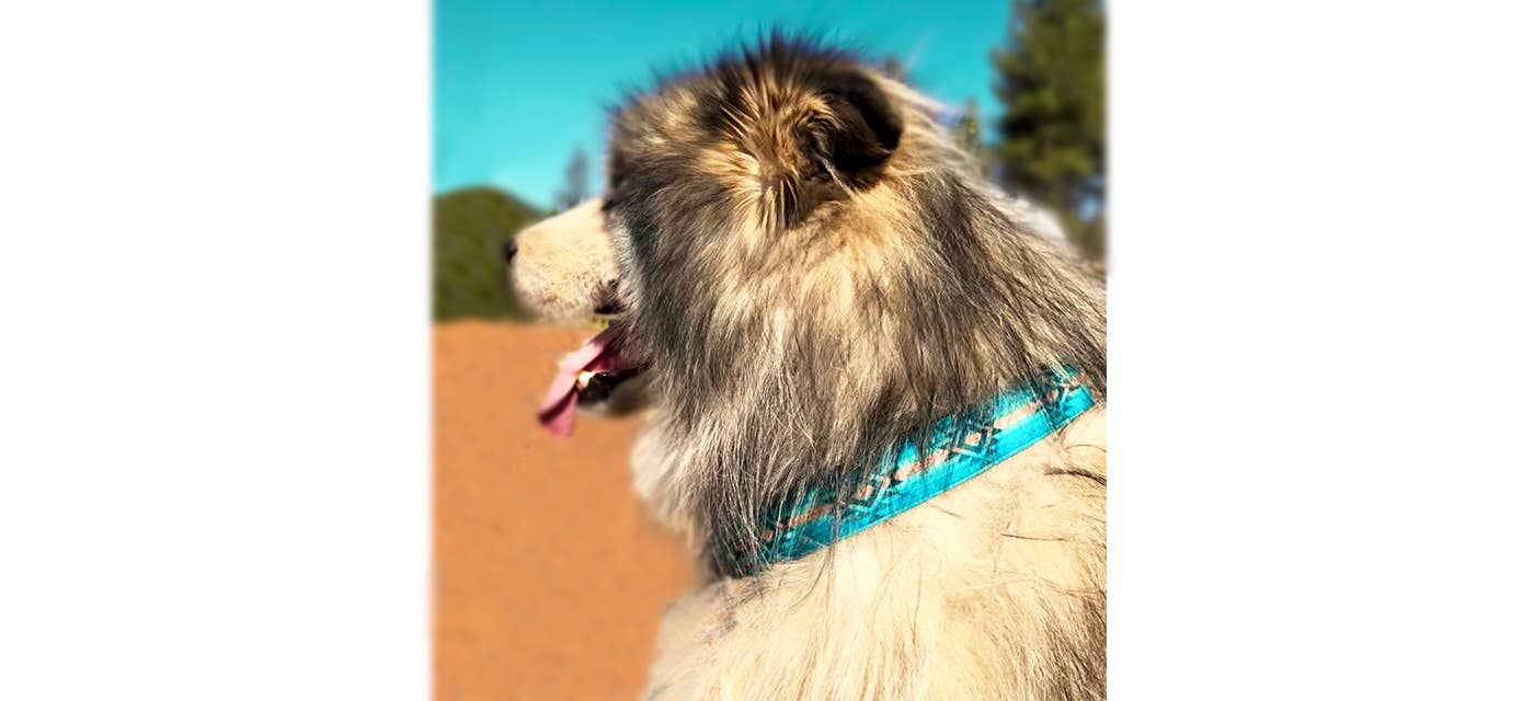 Turquoise Sky (collars & accessories)