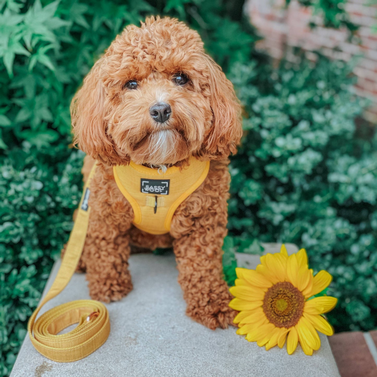 Dog Bundle - Sunflower Fields: S / XS