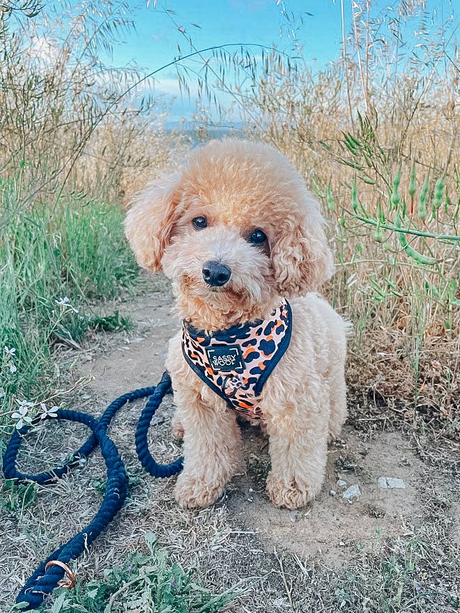 Dog Adjustable Harness - Sass Gone Wild: XXS