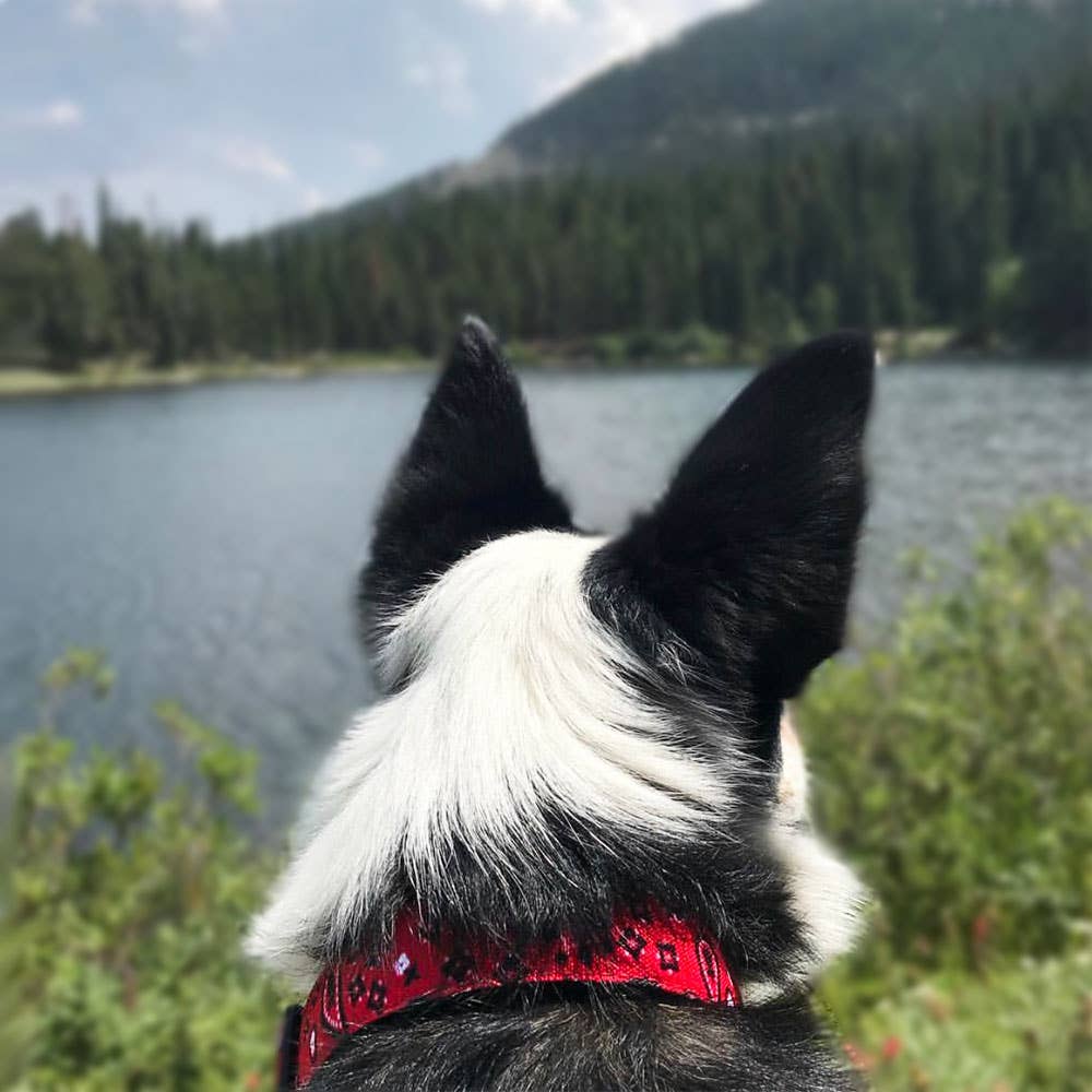 Blue Bandana (collars & accessories)