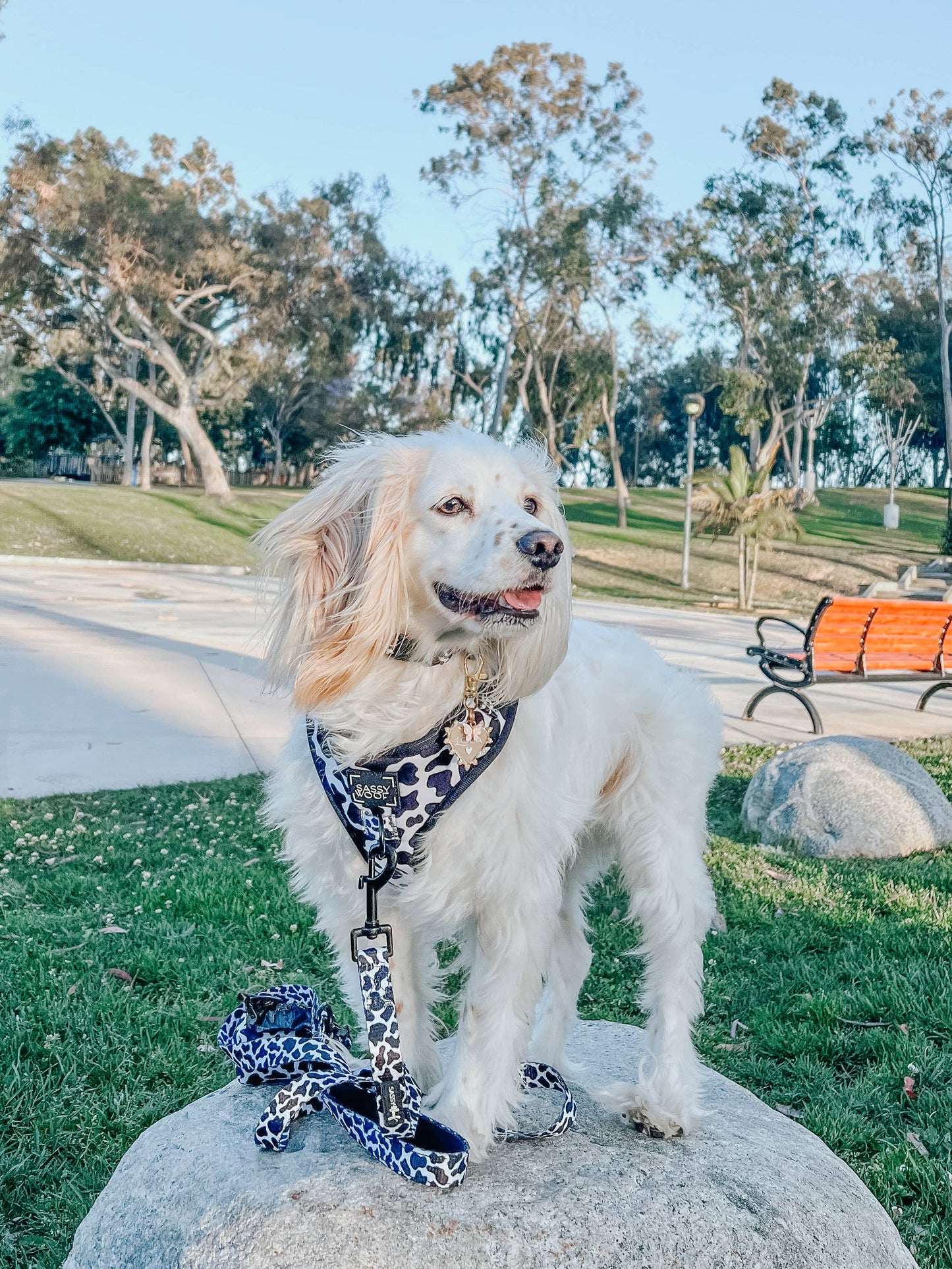 Dog Adjustable Harness - Sass Gone Wild: XXS