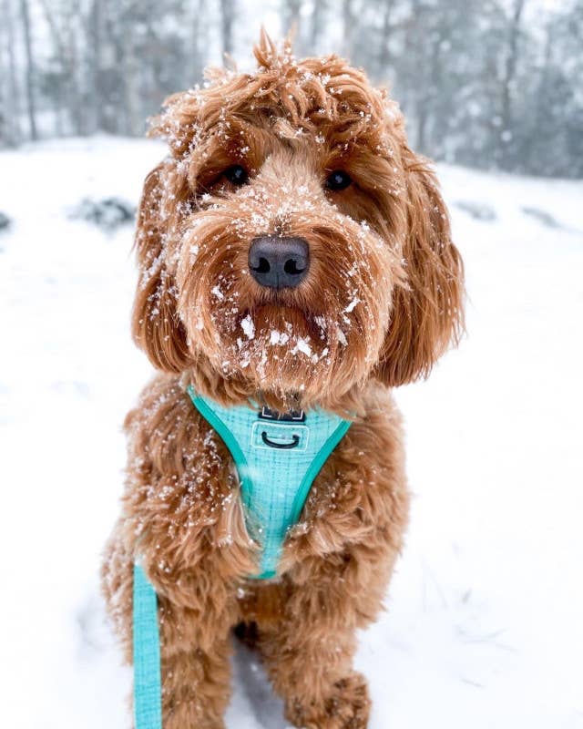 Dog Bundle - Wag Your Teal: M / S