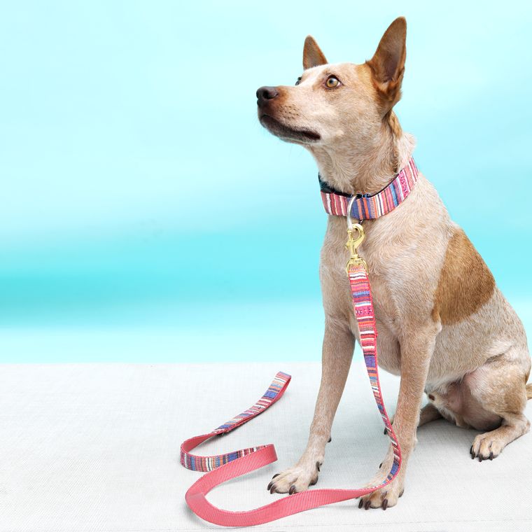 Playa Sarape Beach Blanket Dog Collar