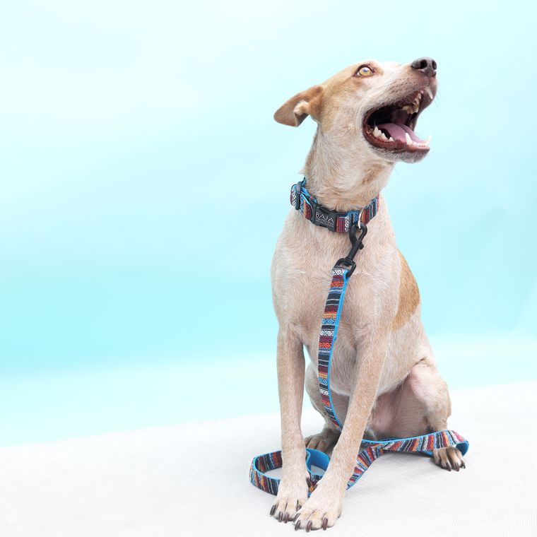Baja Sarape Beach Blanket Collar - Large